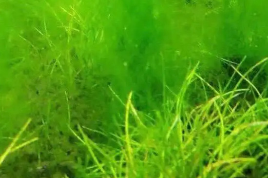 绿毛藻和丝藻的区别