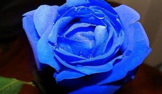 有蓝色玫瑰花品种吗