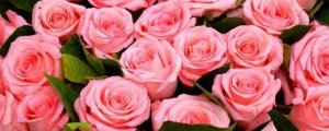 粉色玫瑰花19朵含义