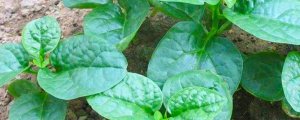 大叶木耳菜的种植方法及时间