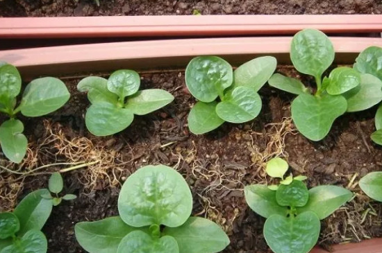大叶木耳菜的种植方法及时间