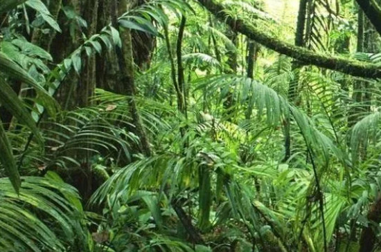 热带雨林植被特点