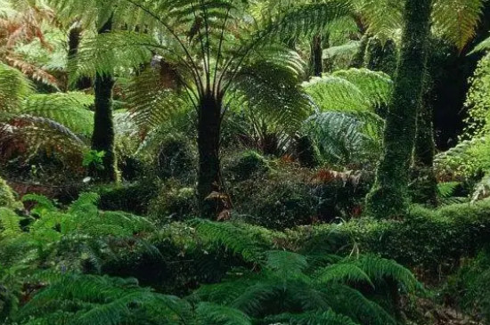 热带雨林植被特点