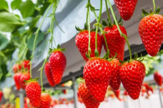 草莓成熟周期多少天