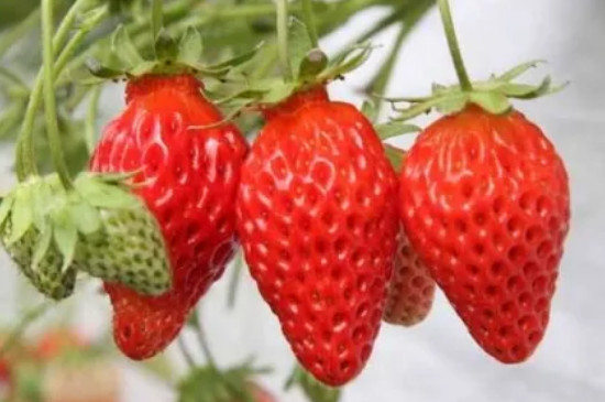 草莓成熟周期多少天