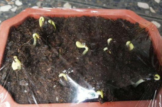 花椒籽怎么育苗