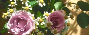 粉玫瑰搭配小雏菊的花语