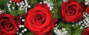 红玫瑰满天星花语是什么