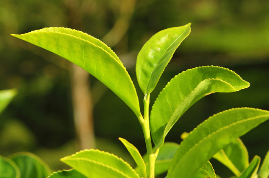 马黛茶是什么植物