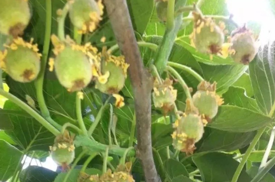 猕猴桃可以做垂直绿化吗