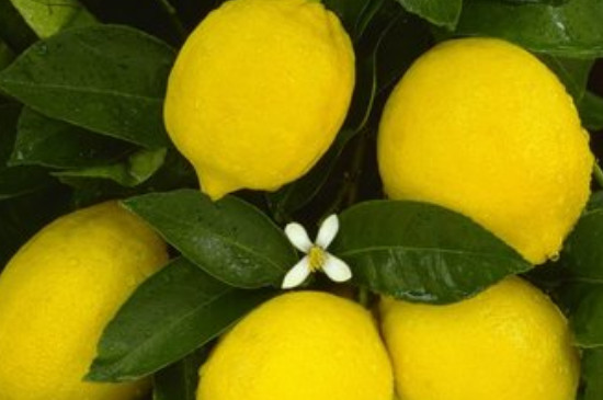 柠檬几月开花结果