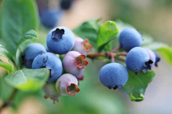 75个蓝莓品种介绍
