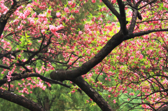 桃树几年开花结果