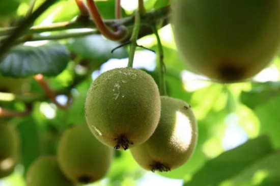 软枣猕猴桃的种植方法