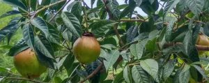 茶籽树种植技术