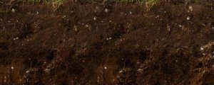 使用松土精后一年土壤的变化