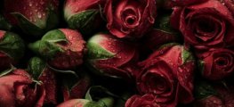 粉色玫瑰和红色玫瑰寓意是什么