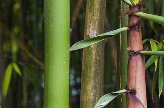竹子有多少品种