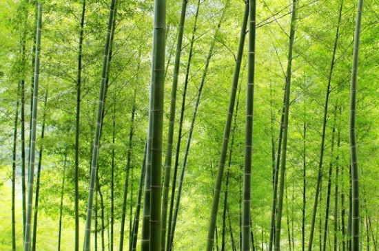 竹子有多少品种