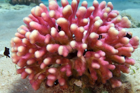 珊瑚三大种类