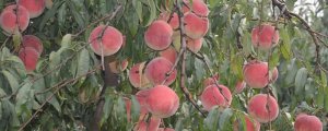 桃树种子怎么育苗