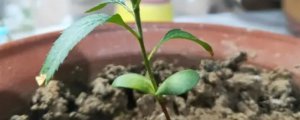 枚槐花盆景栽培方法,它要施什么肥料才合适?
