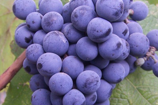 72个葡萄品种介绍