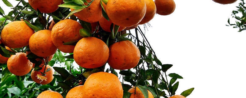 水分和温度哪个对柑橘影响大