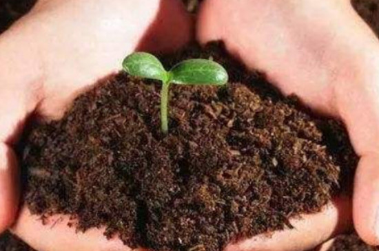 植物对土壤有什么作用