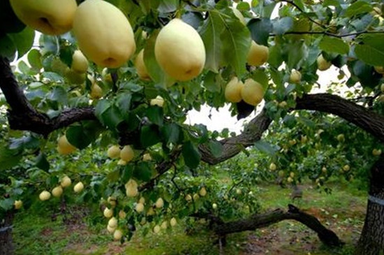 梨树一般寿命很短吗