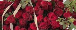 丝绒玫瑰属于什么品种