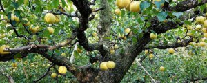 哪种方法防止梨果的病虫害