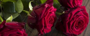 红玫瑰花的花语