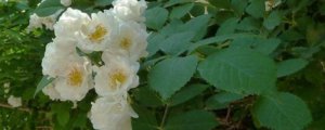 白色薔薇花的花語是什麼