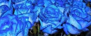 有蓝色玫瑰花品种吗