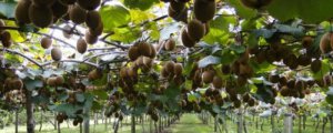 对猕猴桃树影响最大的因素是什么