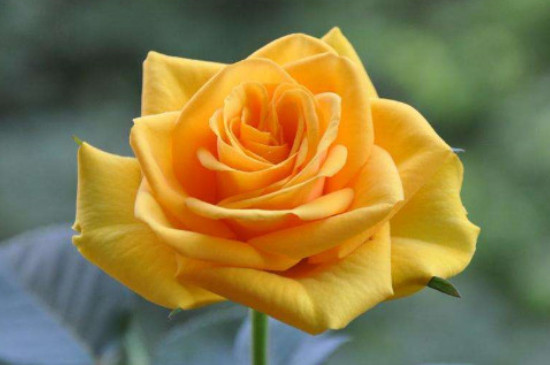 黄玫瑰花的花语