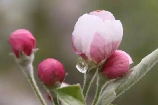 桃树开花前可以浇水吗