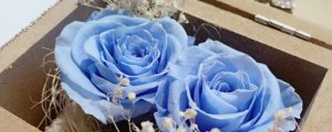 蓝色妖姬永生花的花语是什么