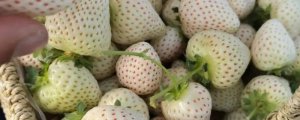 白雪公主草莓品种介绍