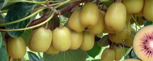 猕猴桃适宜种植的条件