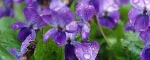 紫色紫罗兰花语