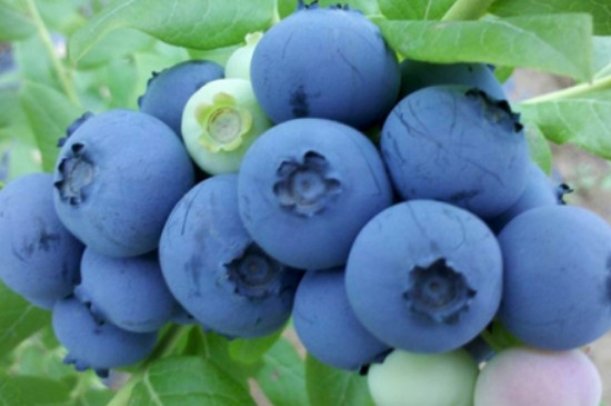 双丰蓝莓品种介绍