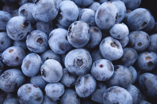 双丰蓝莓品种介绍
