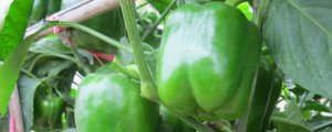 青椒育苗方法和种子处理技术
