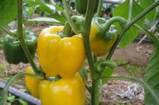 青椒育苗方法和种子处理技术