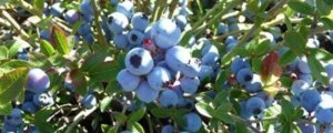 蓝莓几月开花