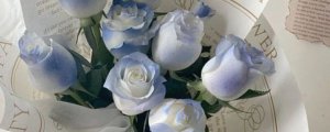 冰蓝玫瑰的花语和寓意