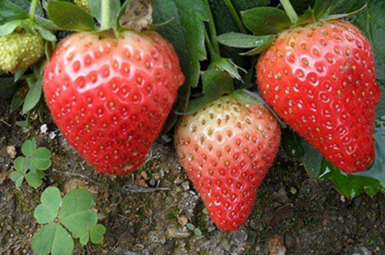 隋珠草莓品种介绍