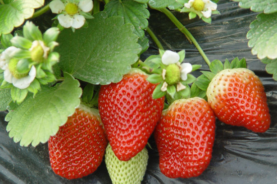 隋珠草莓品种介绍